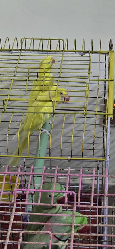 Yellow Parrot