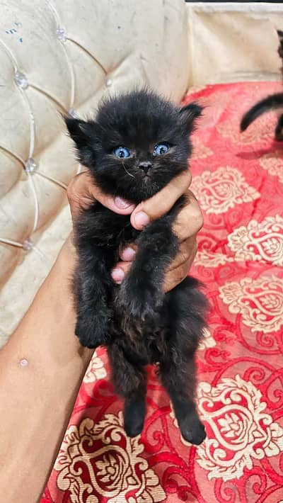Triple Coat Persian Cat Healthy & Playful