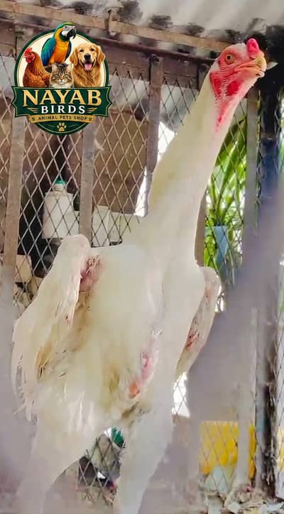 shamo | white shamo | coco shamo | o shamo | Breeder male |aseel