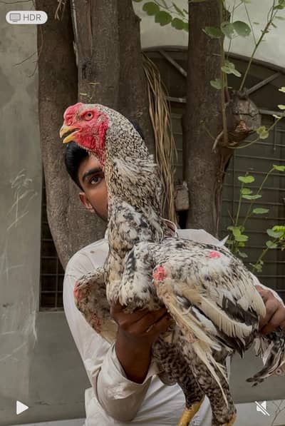 shamo | white shamo | coco shamo | o shamo | Breeder male |aseel