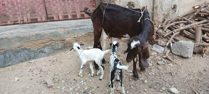 bakri with male female kids