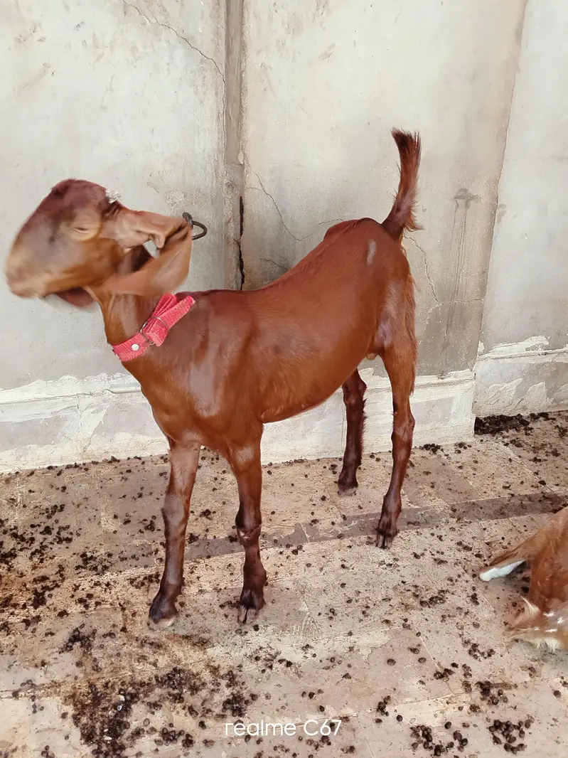 Lal Ablaq male03342637391 — photo 2