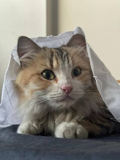 Female calico
