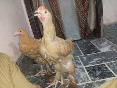 2 months chicks for sale