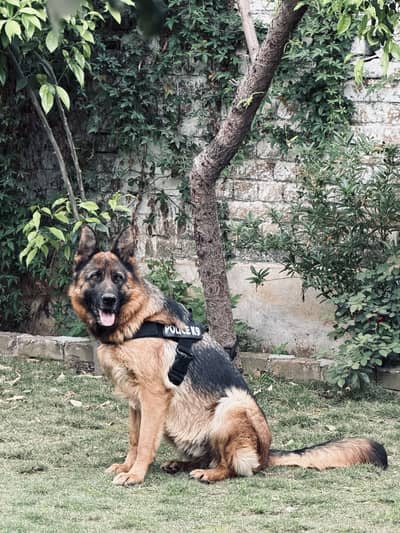 German shepherd Female Black mask