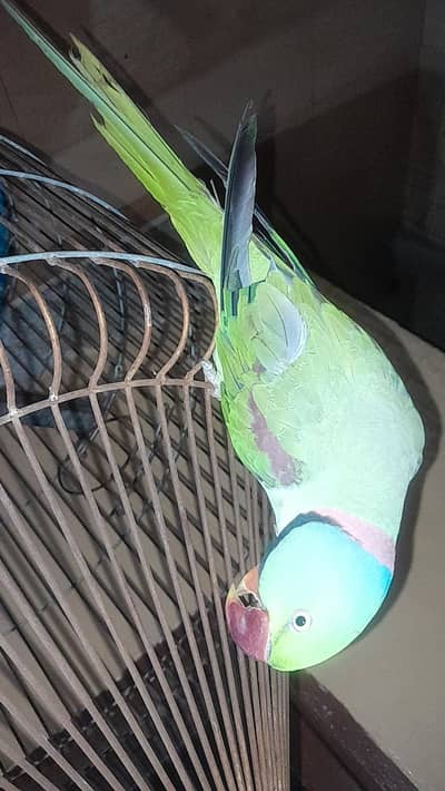 Alexander parrot 