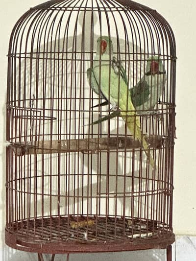 Ring neck pahari bangali