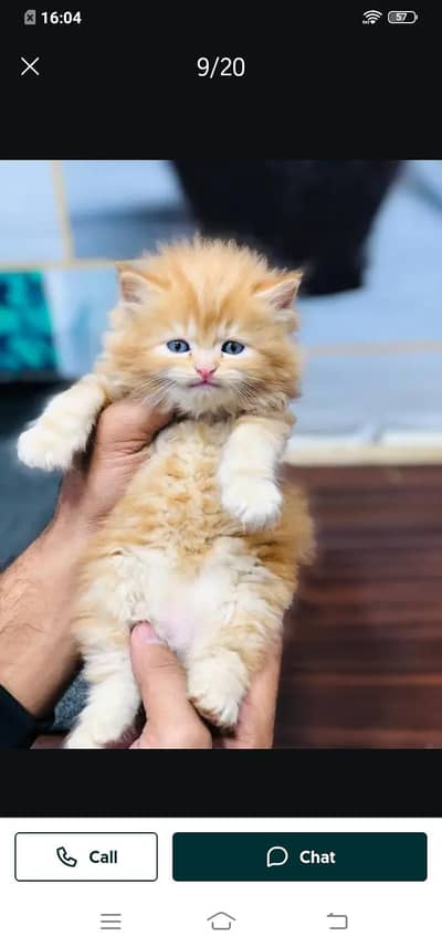 Persian cat for sale male or female my WhatsApp0309=3629454