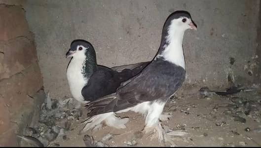 Pure Black Sherazi Pegions Pair