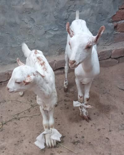 Pure Barbari Jora, Rajanpuri Bakray or Makhi Cheeni Female