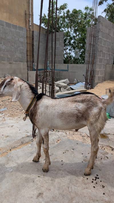 Breeder Bakra