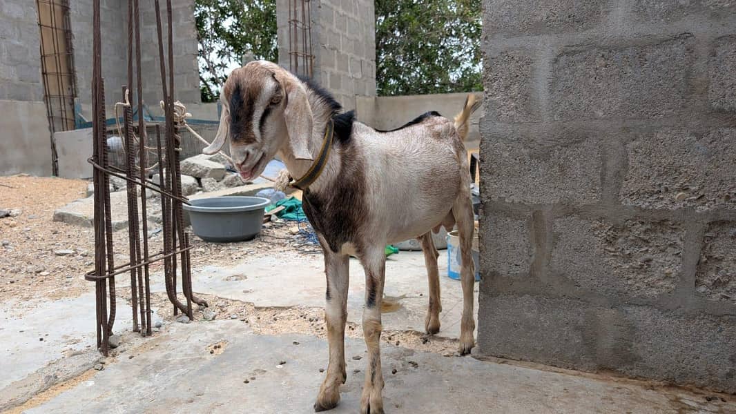 Breeder Bakra 1