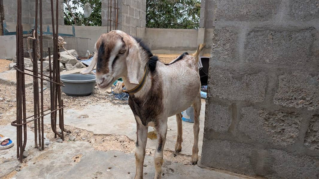 Breeder Bakra 2