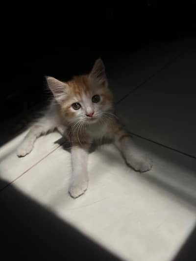 Persian Russian Cross breed fully active and litter trained.