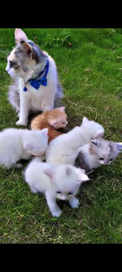 cats sale