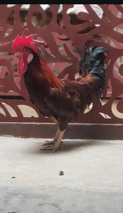 hens for sale