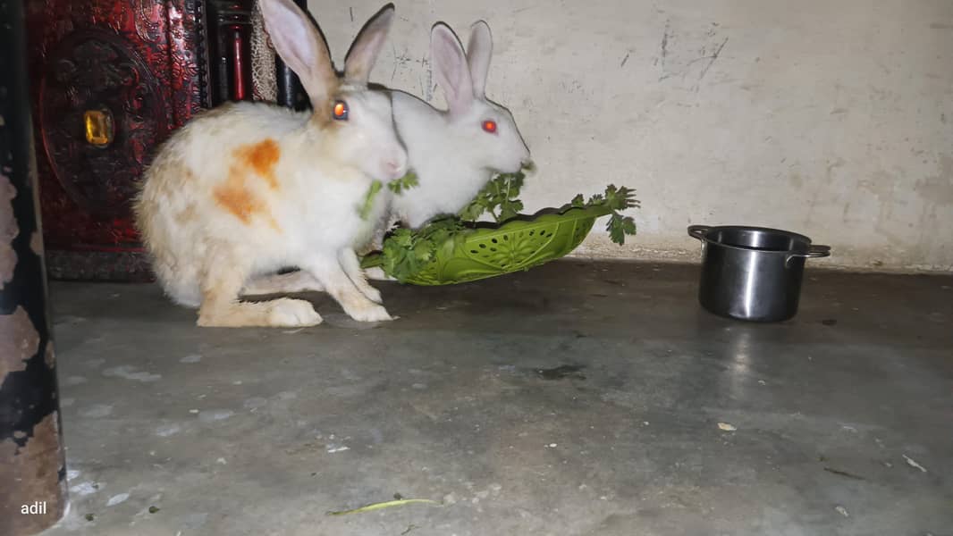 rabbit  0