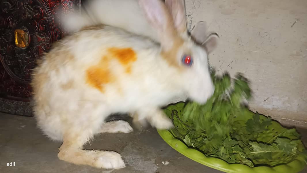 rabbit  1