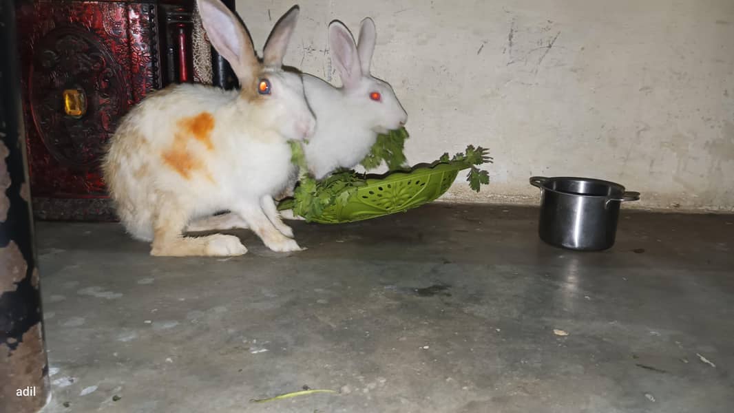 rabbit  2
