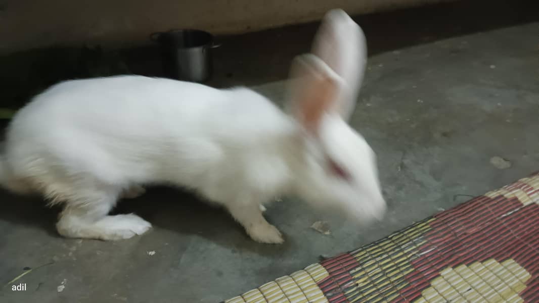 rabbit  3