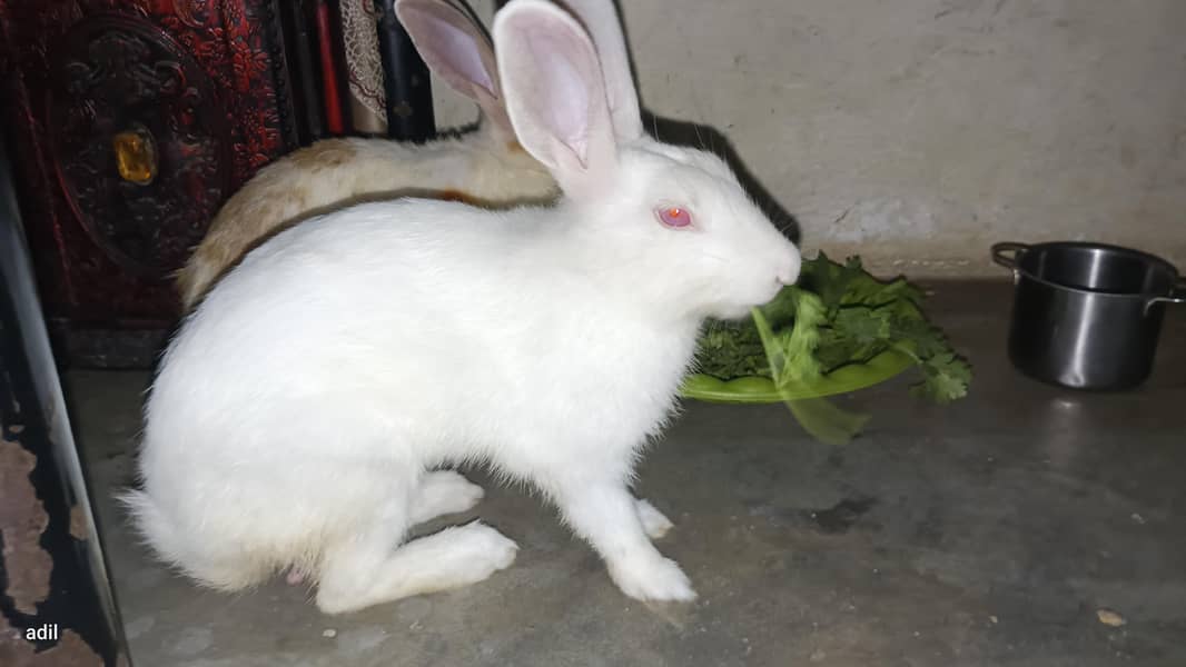 rabbit  4