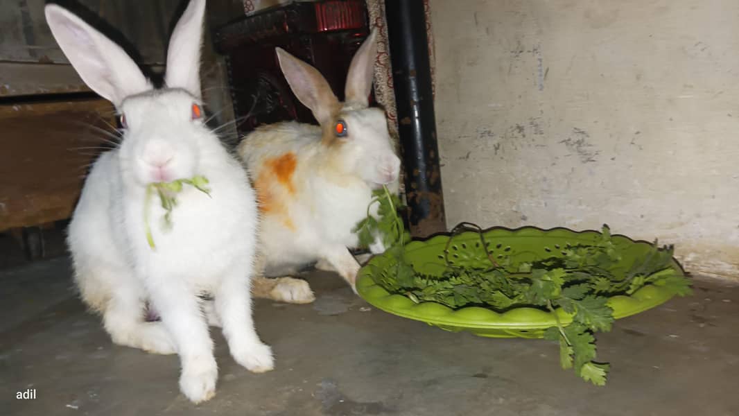 rabbit  5