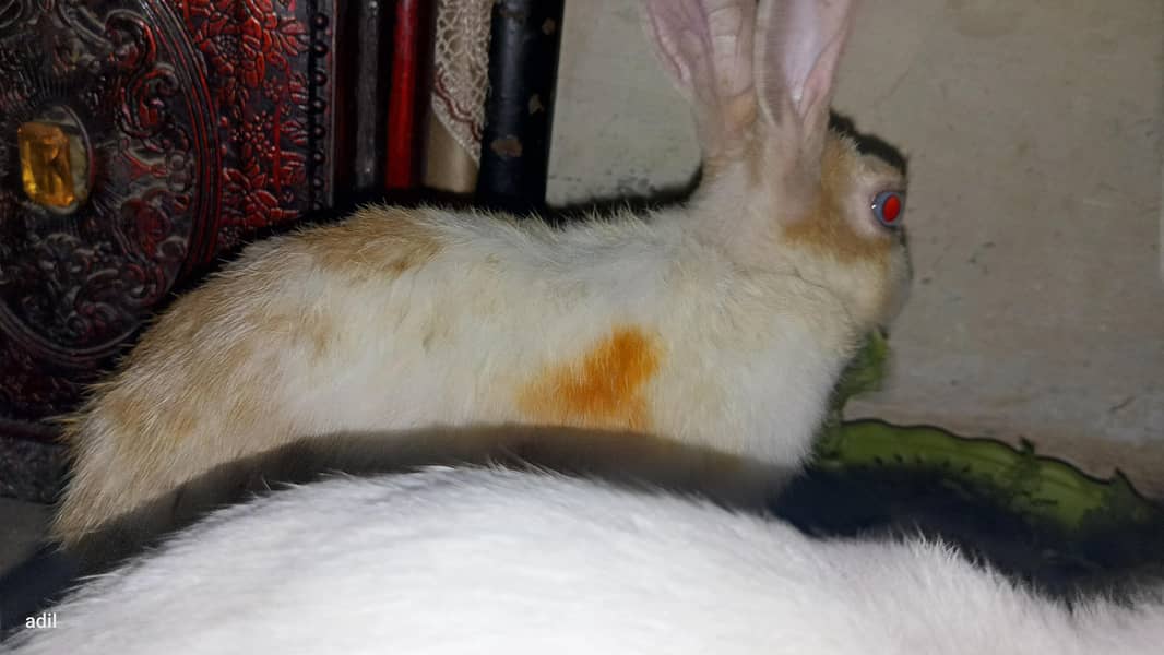 rabbit  6
