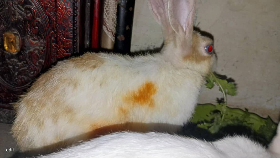rabbit  7