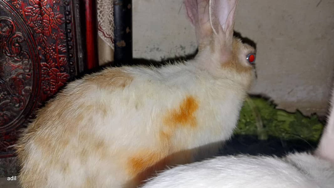 rabbit  8