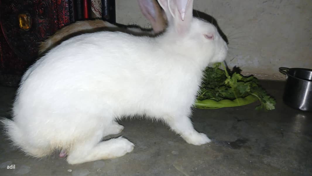 rabbit  9