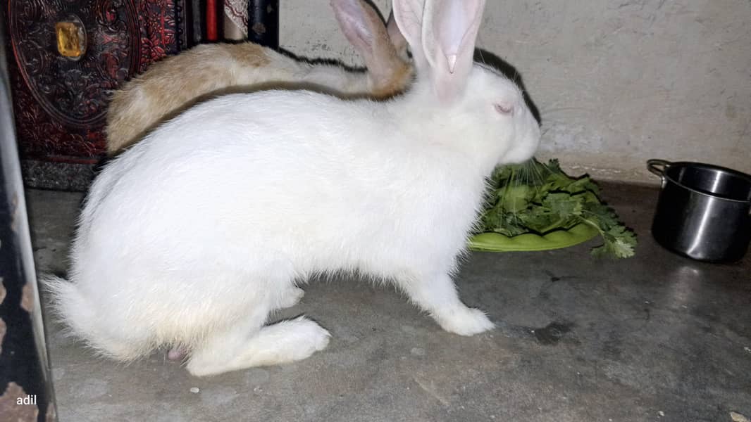rabbit  10