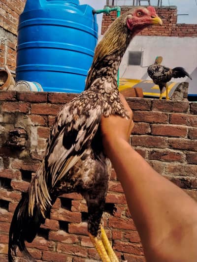 aseel Sindhi jawa