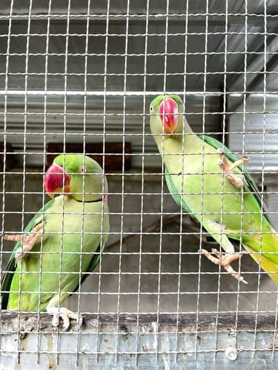 : 3 Raw Green Parrot For Sale Chok nag shah