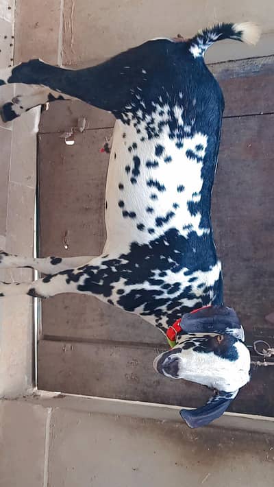 cheena khassi Bakra