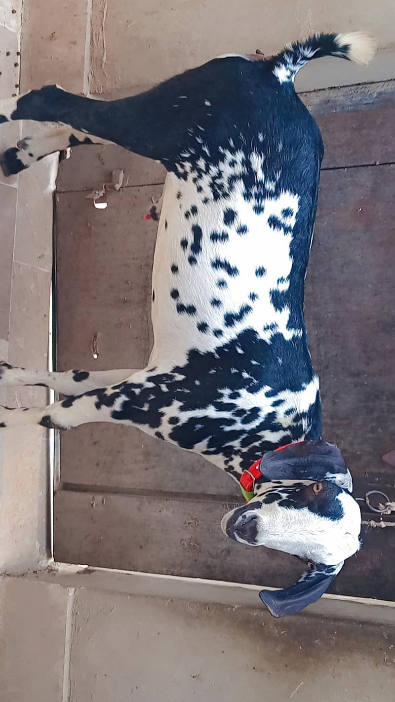 cheena khassi Bakra 0
