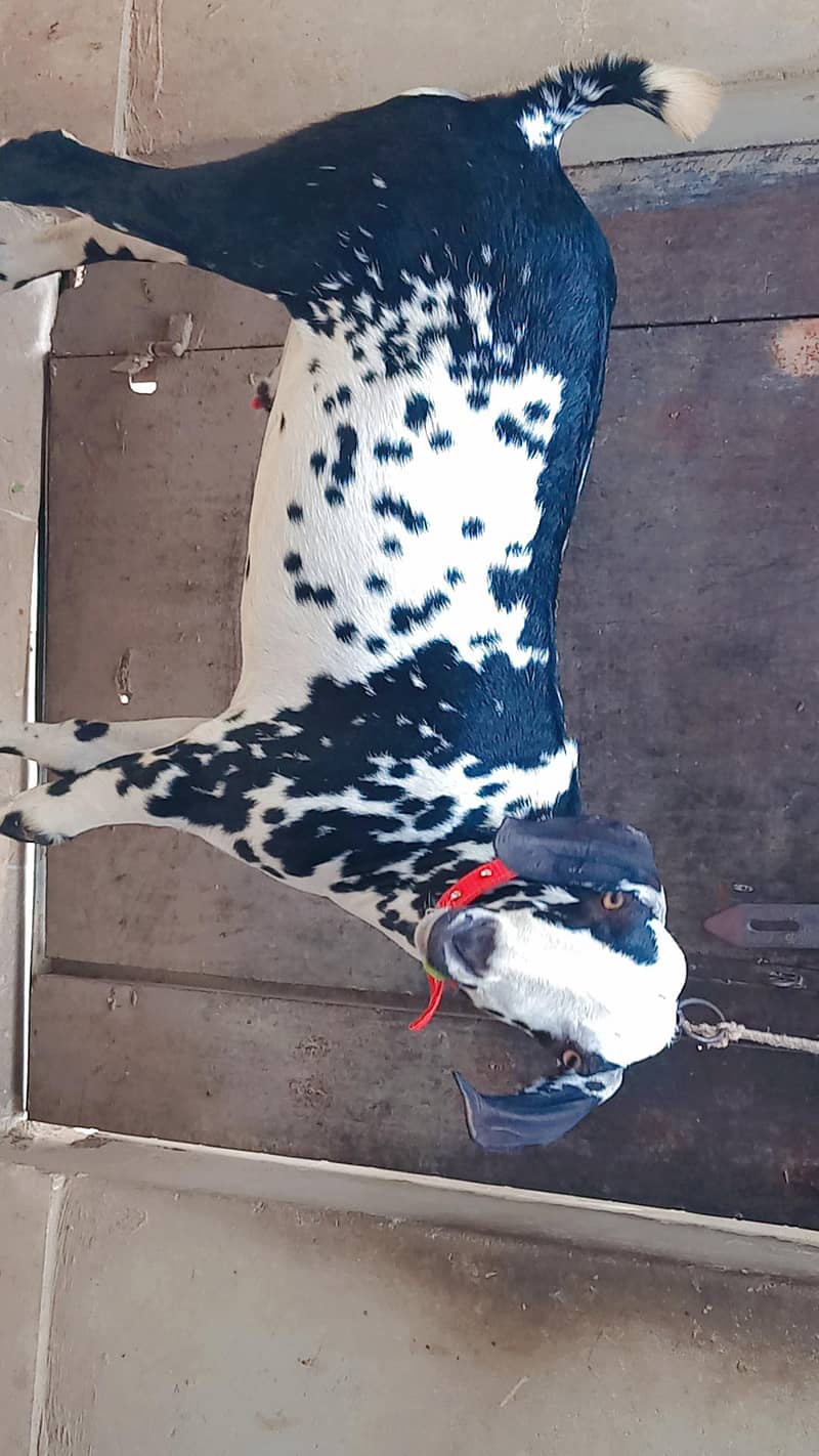 cheena khassi Bakra 1