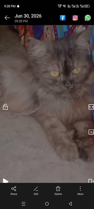 persian kitten