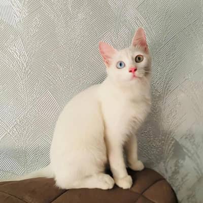 Cats for adoption