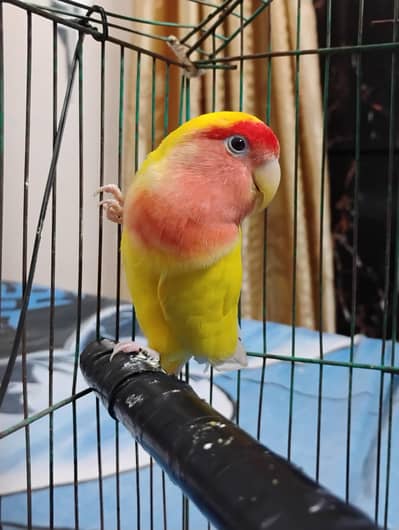 common lutino breeder female
