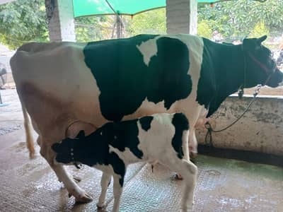 Australian Cross Cow | Female Calf | Freshly Calved | Third Lectation