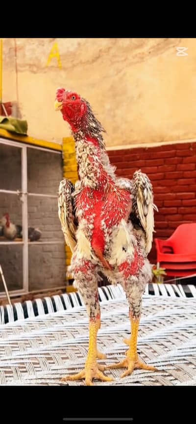 Blue German o shamo cock white shamo hen