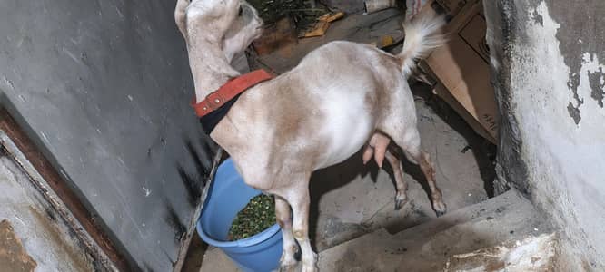 Teddy bakri for sell