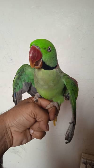 hantan parat