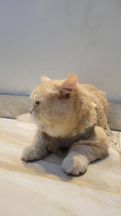 Persian cat