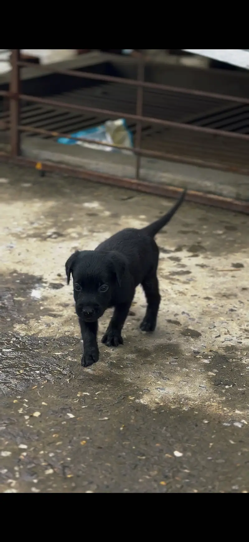 Top quality Labra Puppies