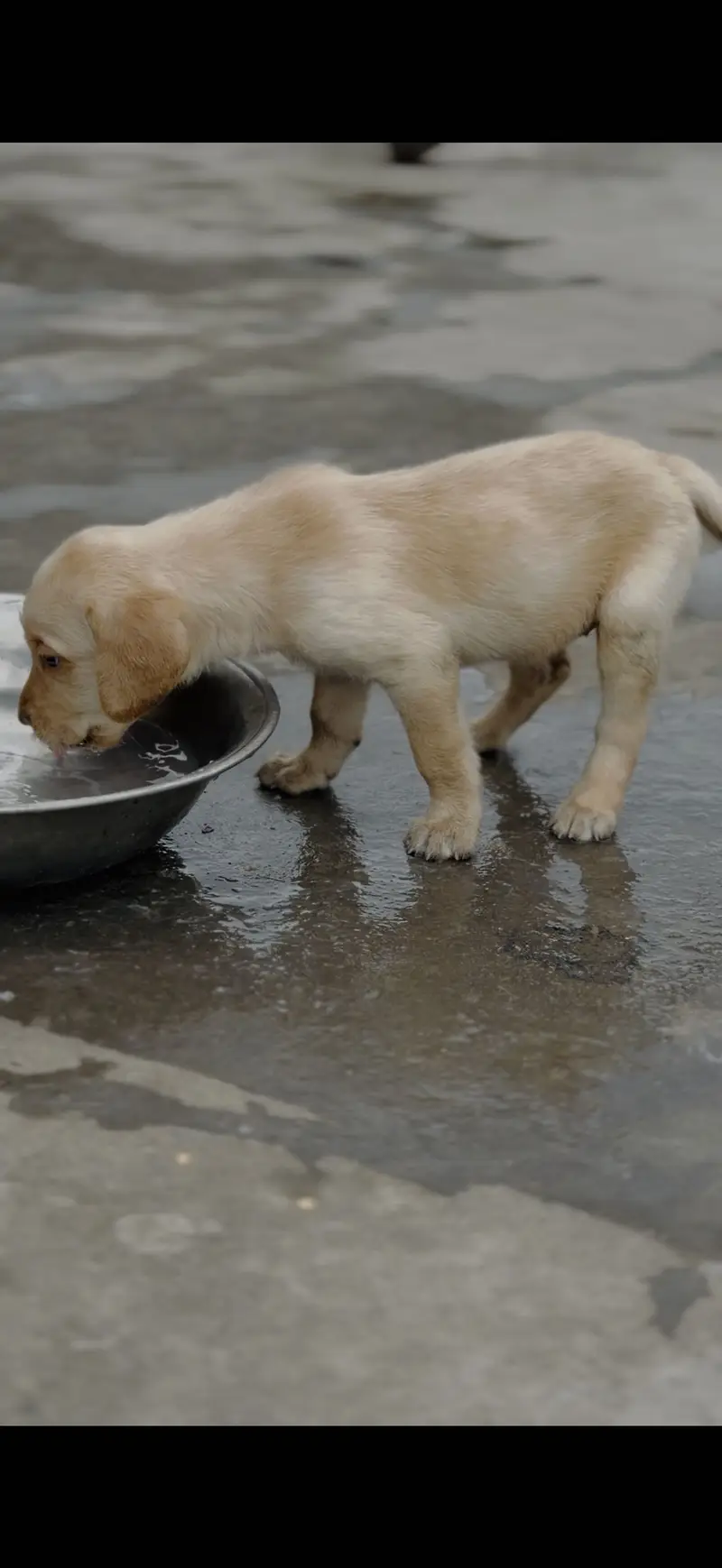 Top quality Labra Puppies — photo 2