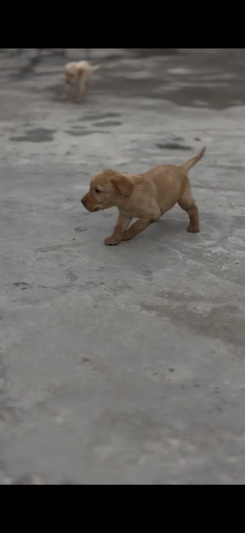 Top quality Labra Puppies — photo 3