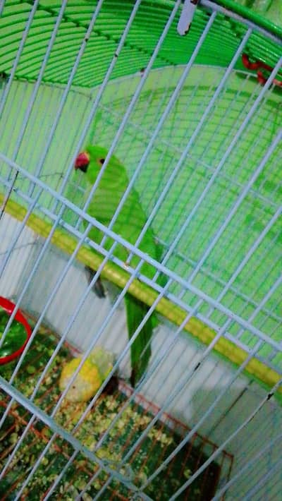 1 pices
