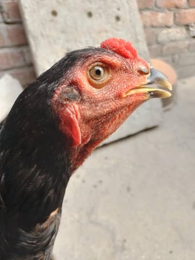 thai aseel Pata panas bilck nok nali ghar ka Pala howa hain jisko chya