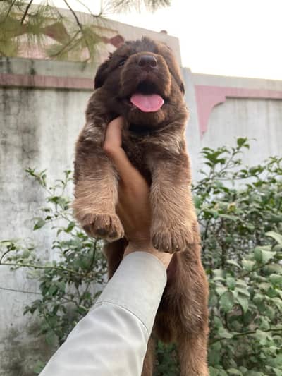 liver German shepherd for sale